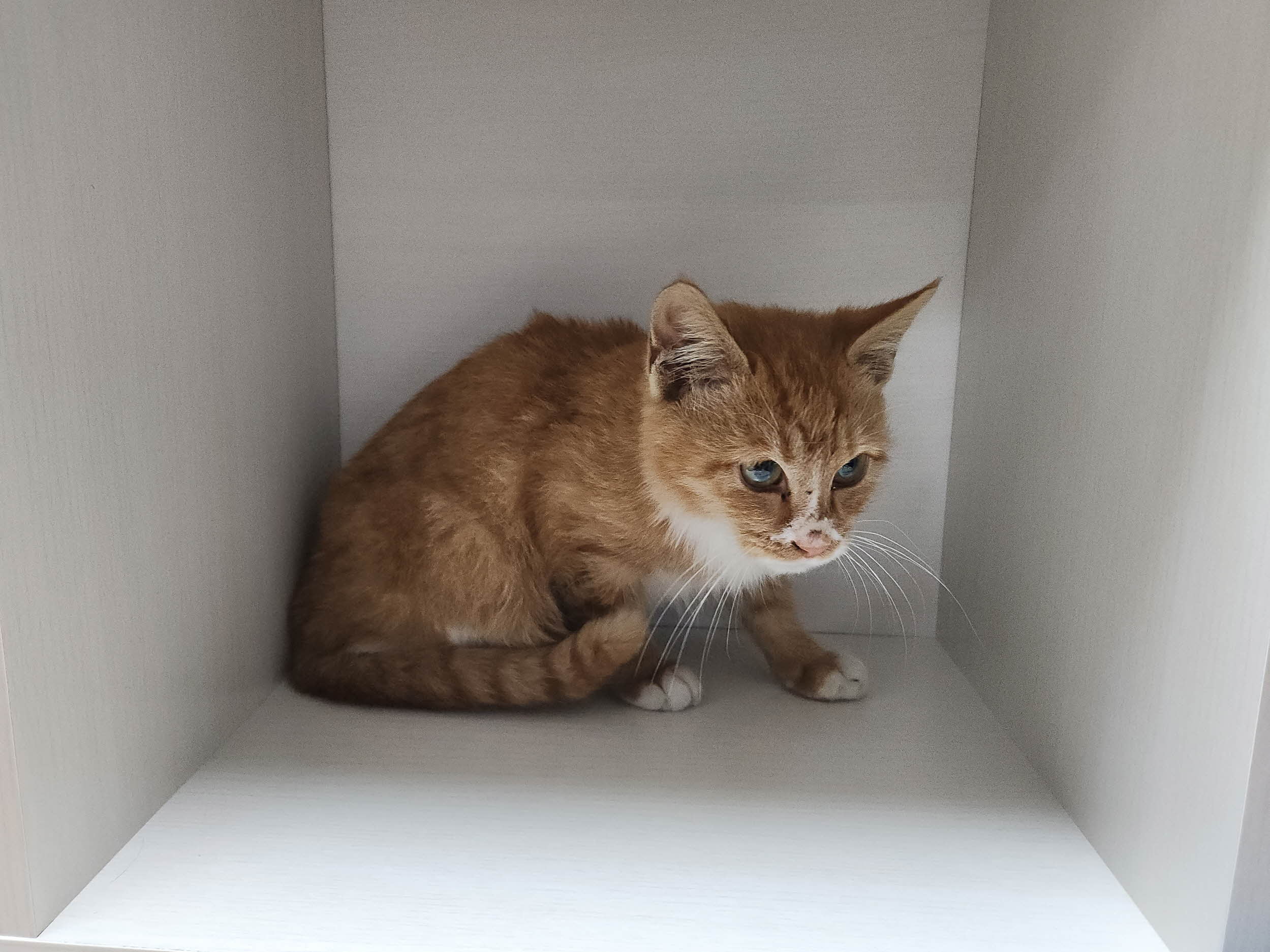 보호중 한국 고양이…